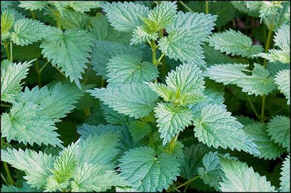 Nettle - a traditional medicine that improves male sexual function
