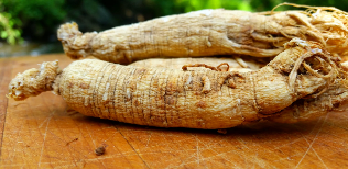 The root of the ginseng